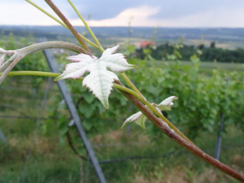weinbergwanderung-tuerkisgruen